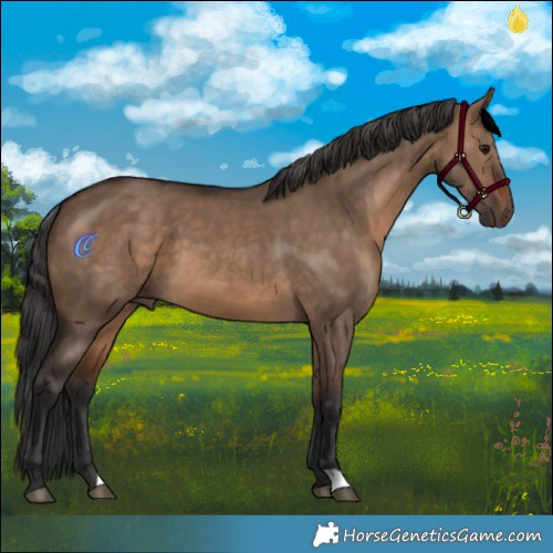 Horse Color:Brown Dun 