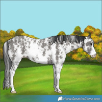 Horse Color:Grullo Sabino Rabicano