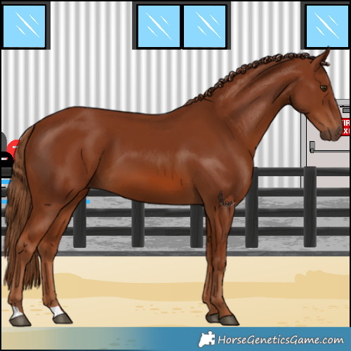 Horse Color:Chestnut 