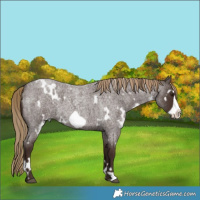 Horse Color:White Spotted Liver Red Roan Frame