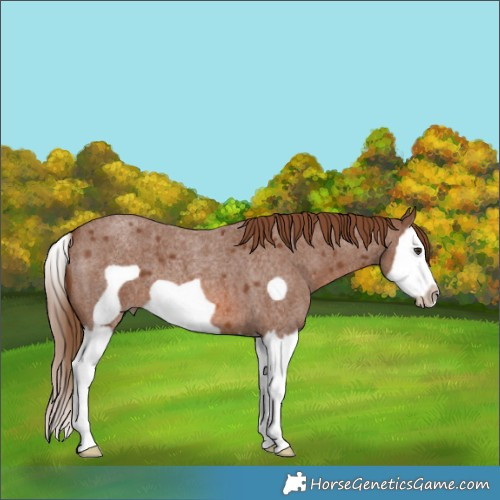 Horse Color:Red Roan Splash Frame 