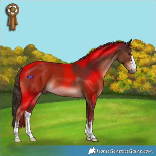Horse Color:Liver Chestnut 