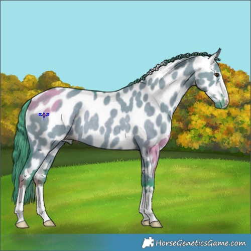 Horse Color:Watercolor Liver Red Dun Appaloosa Rabicano 