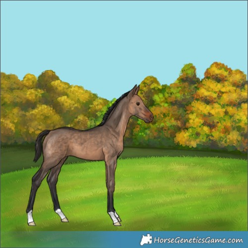 Horse Color:Bay Dun 