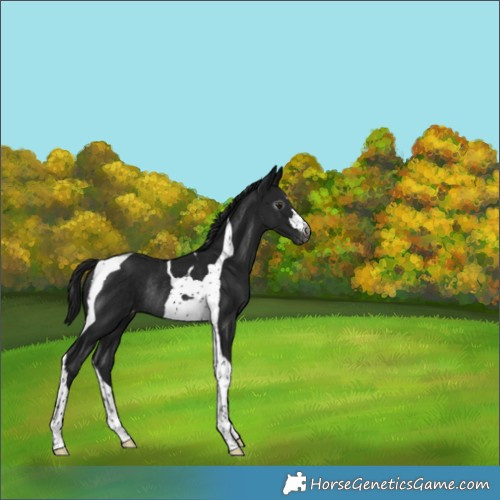 Horse Color:Gray Brown Tobiano Appaloosa Rabicano 