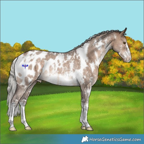 Horse Color:White Spotted Silver Brown Dun Sabino Appaloosa Rabicano 