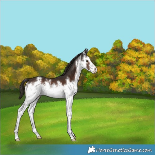 Horse Color:White Spotted Liver Chestnut 