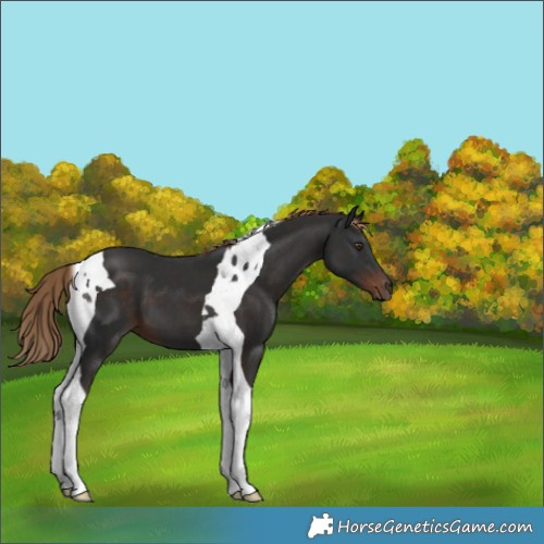 Horse Color:Liver Chestnut Tobiano 