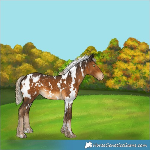 Horse Color:White Spotted Chocolate Palomino Appaloosa 