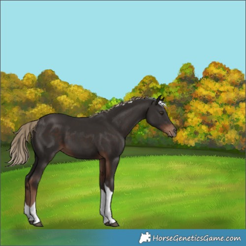Horse Color:Liver Chestnut Tobiano 