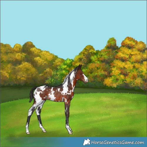 Horse Color:White Spotted Brown Rabicano 