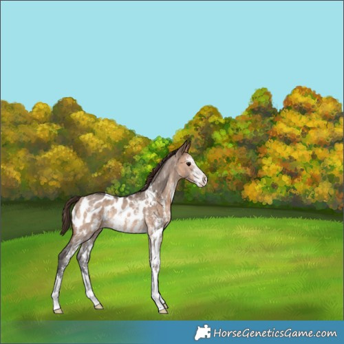 Horse Color:Brown Dun Sabino Appaloosa Rabicano 