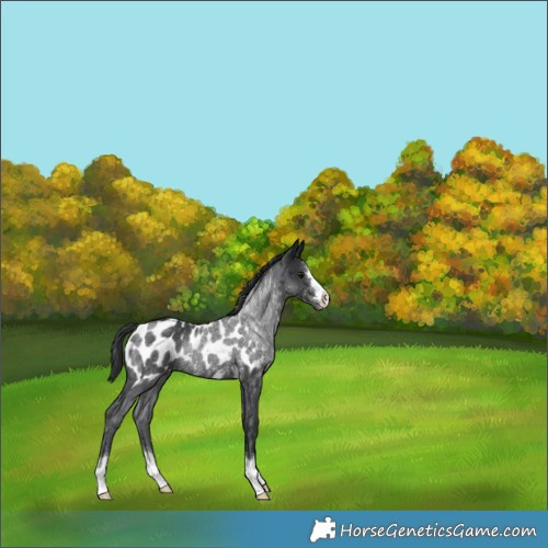 Horse Color:Black Appaloosa Rabicano 