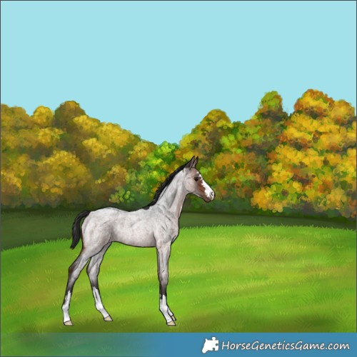 Horse Color:Brown Roan Rabicano 