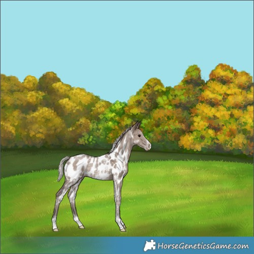 Horse Color:White Spotted Silver Grullo Sabino Appaloosa Rabicano