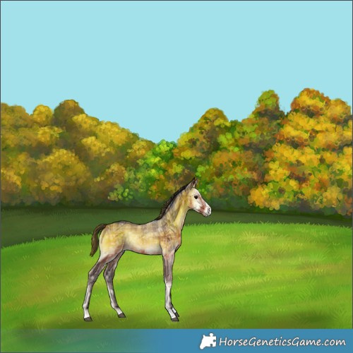 Horse Color:Plaid  Brown Ice Onyx Rabicano 