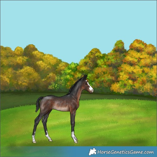 Horse Color:Brown Rabicano 