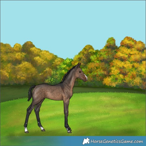 Horse Color:Brown Dun Rabicano 
