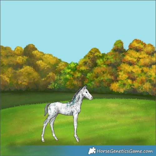 Horse Color:Painted White Spotted Silver Black Ice Sabino Appaloosa Rabicano 