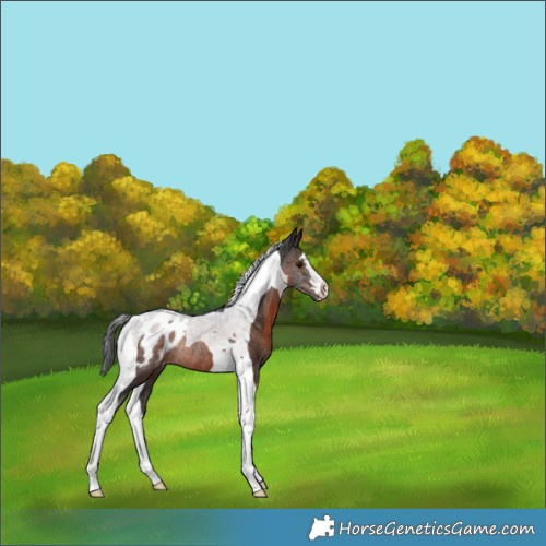 Horse Color:Brown Tobiano Blanket Rabicano 