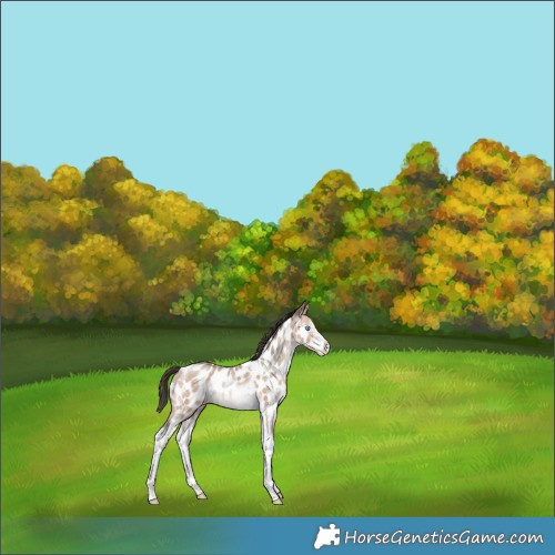Horse Color:Amber Champagne Sabino Tobiano Appaloosa Rabicano 