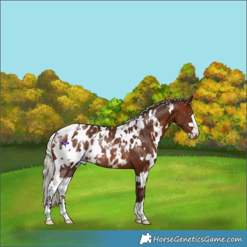 Horse Color:White Spotted Silver Bay Blanket Rabicano 