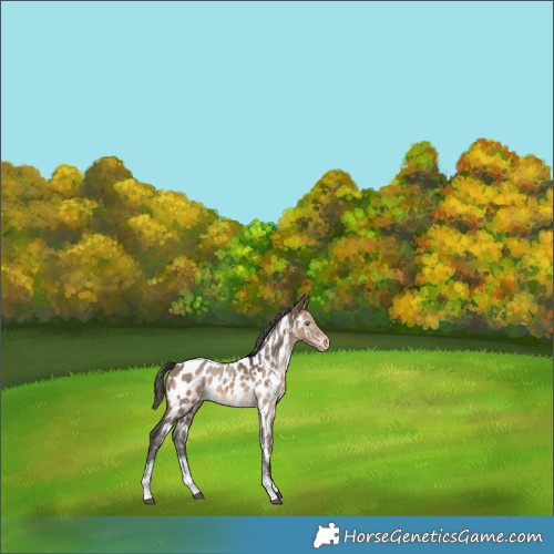Horse Color:Brown Dun Sabino Tobiano Near Leopard Rabicano 