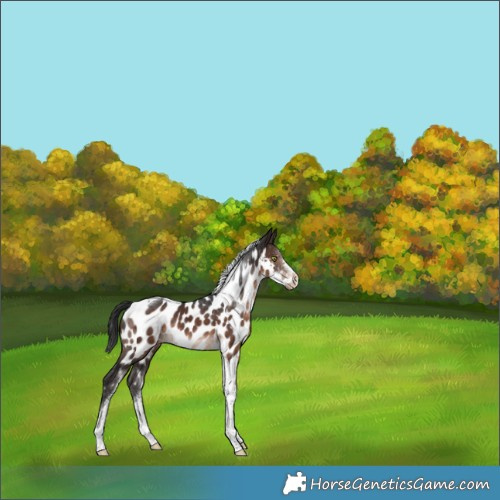 Horse Color:Brown Tobiano Near Leopard Rabicano 