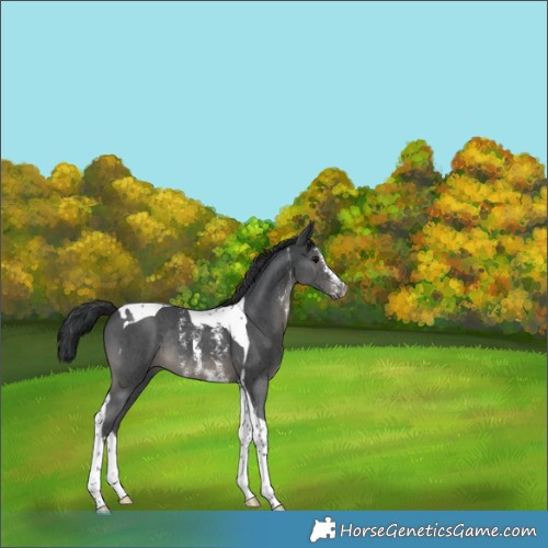 Horse Color:Black Sabino Tobiano Rabicano 