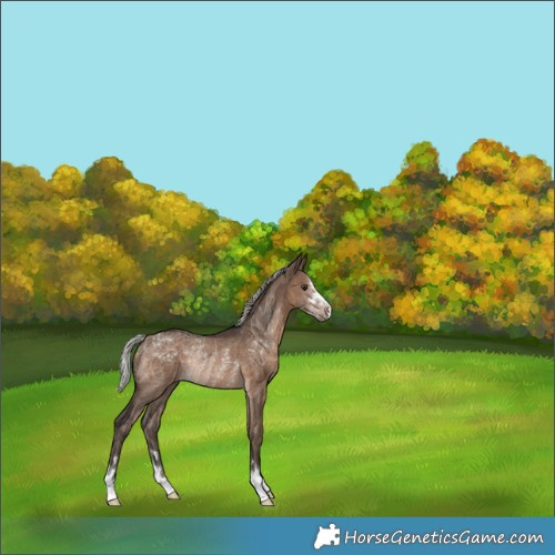 Horse Color:Silver Brown Dun Rabicano 