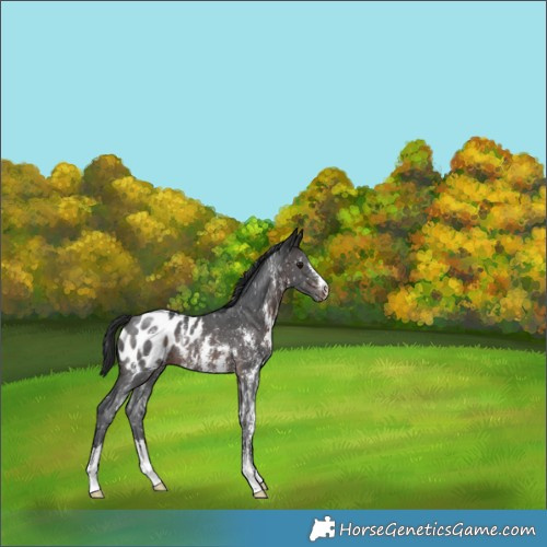 Horse Color:Brown Sabino Appaloosa Rabicano 