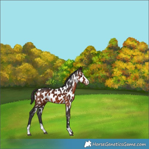 Horse Color:Bay Appaloosa Rabicano 