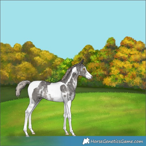 Horse Color:Gray Silver Black Sabino Tobiano Rabicano 