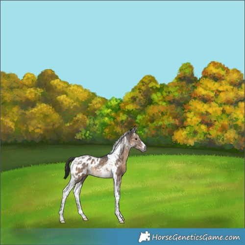 Horse Color:Gray Brown Dun Sabino Tobiano Appaloosa Rabicano 