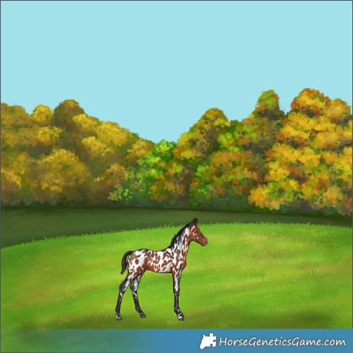 Horse Color:Brown Appaloosa Rabicano 