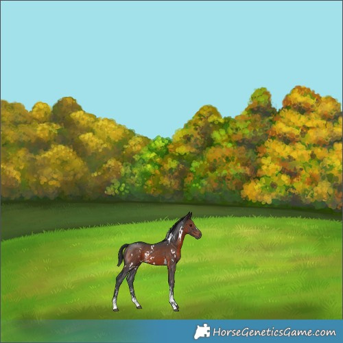 Horse Color:White Spotted Brown Sabino Rabicano 