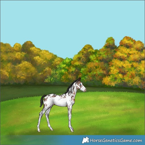 Horse Color:Brown Sabino Frame Near Leopard 