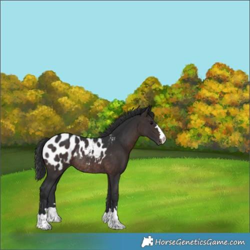Horse Color:Brown Appaloosa Rabicano 