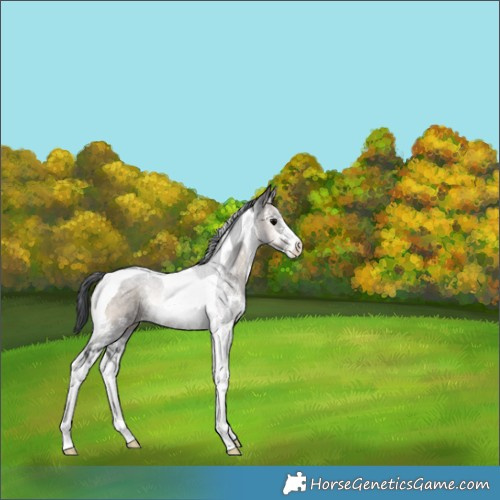 Horse Color:Brown Onyx Sabino Tobiano Rabicano 