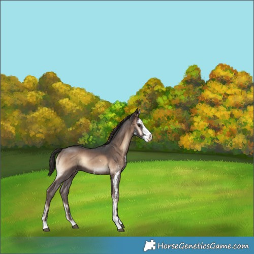 Horse Color:Liver Red Onyx Sabino 
