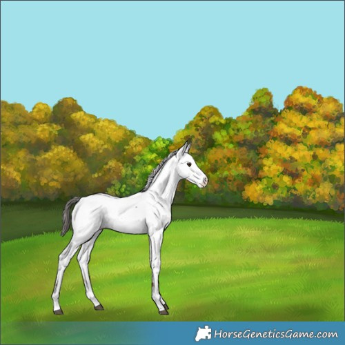 Horse Color:Liver Chestnut Fewspot Rabicano 