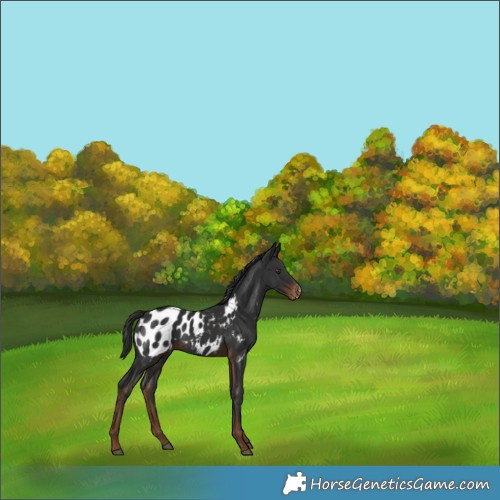 Horse Color:Liver Chestnut Appaloosa Rabicano 