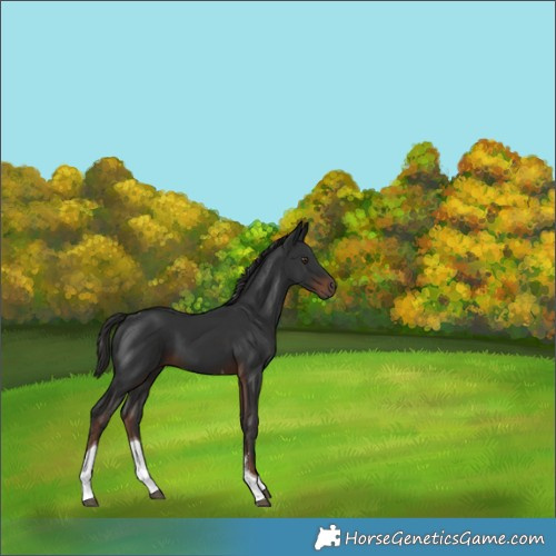 Horse Color:Liver Chestnut Sabino Tobiano 