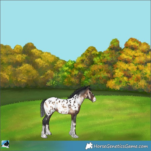 Horse Color:Brown Onyx Appaloosa Rabicano 