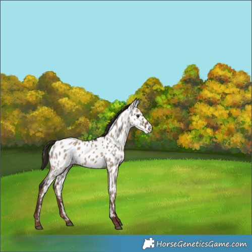 Horse Color:Liver Red Dun Appaloosa 