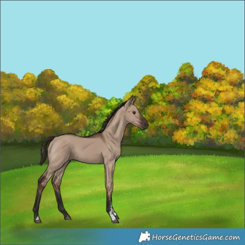 Horse Color:Liver Red Dun Sabino Rabicano 