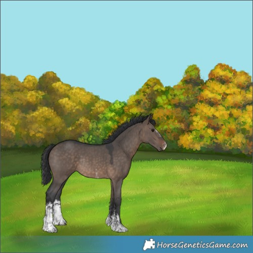 Horse Color:Brown Dun Sabino Rabicano 