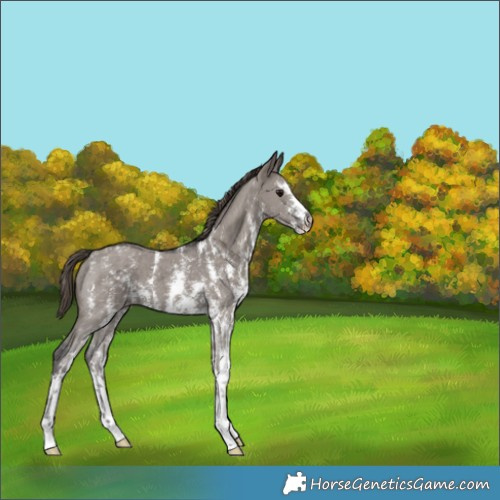 Horse Color:Smoky Grullo Sabino Appaloosa 