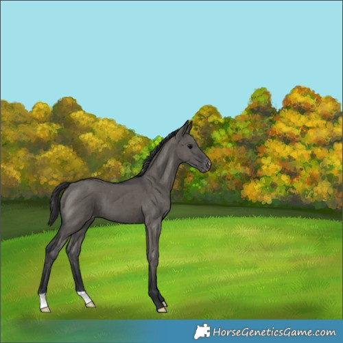Horse Color:Grullo Varnish Brindle 