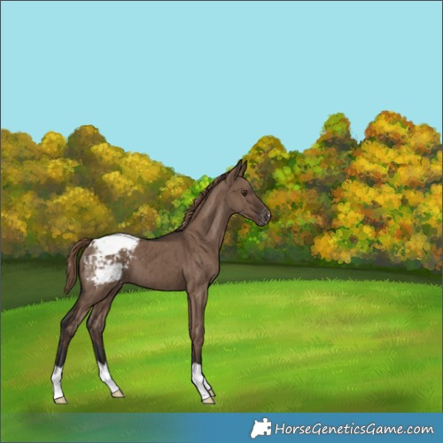 Horse Color:Liver Red Dun Appaloosa Brindle 